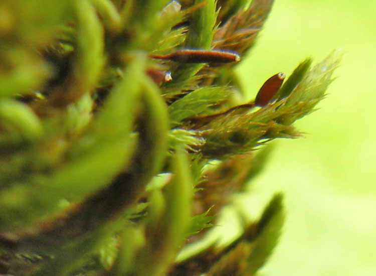 Muschio su salice - Leucodon sciuroides